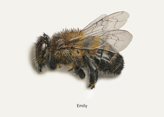 Beaux dessins sur la pollution (abeilles)par les substances nocives en agriculture